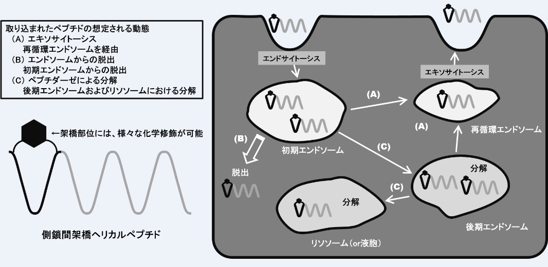 fujimoto_1.jpg