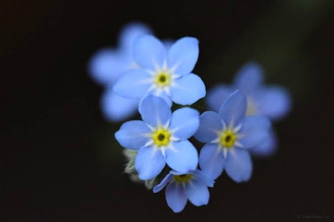 flower.jpg